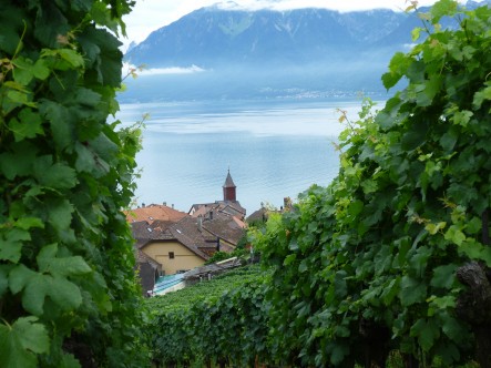 8 - Lavaux 1